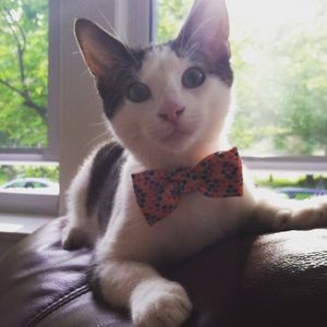 Meet your Posher, Kathleen